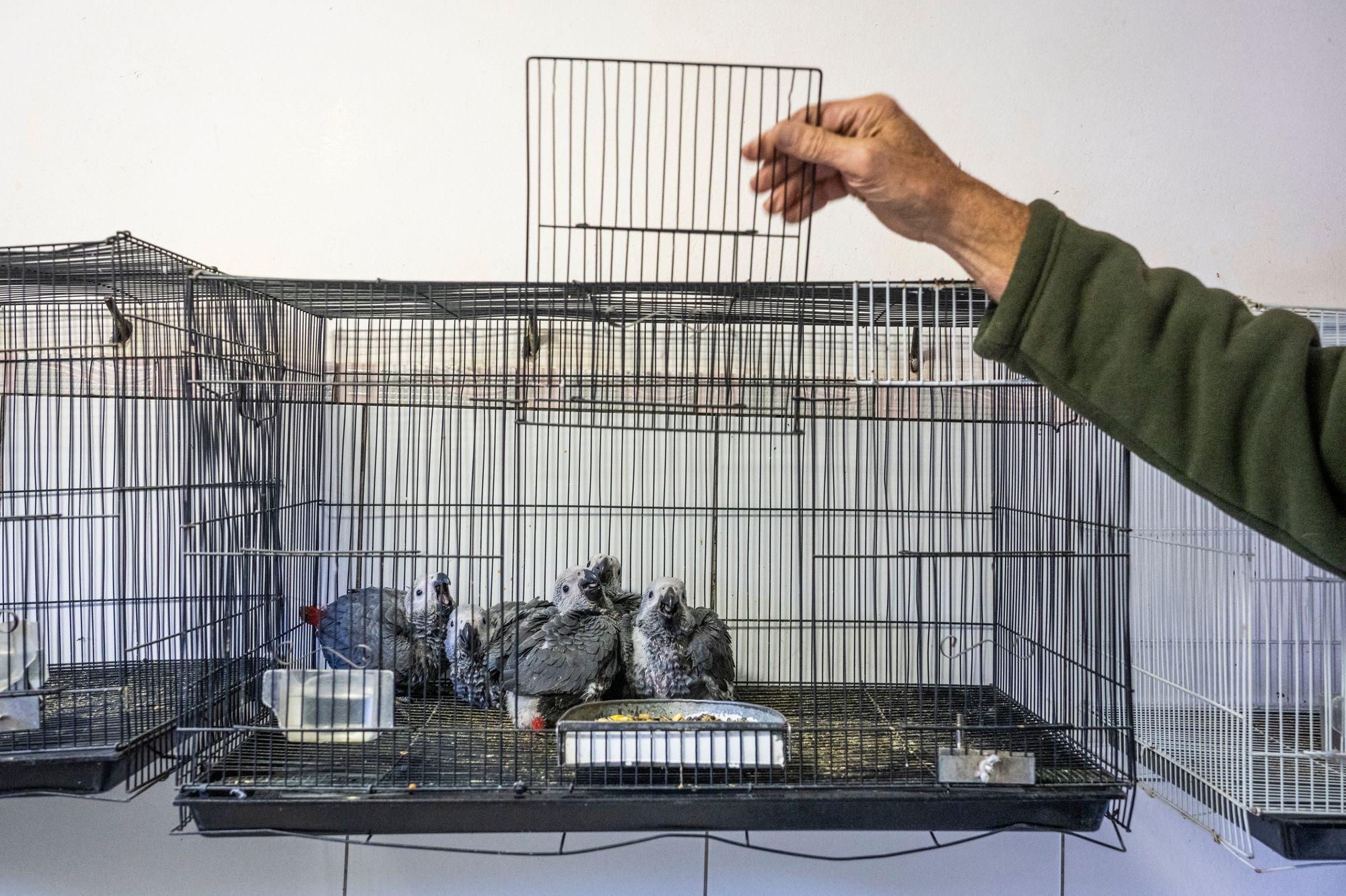 Hand holding open door of cage with baby parrots inside