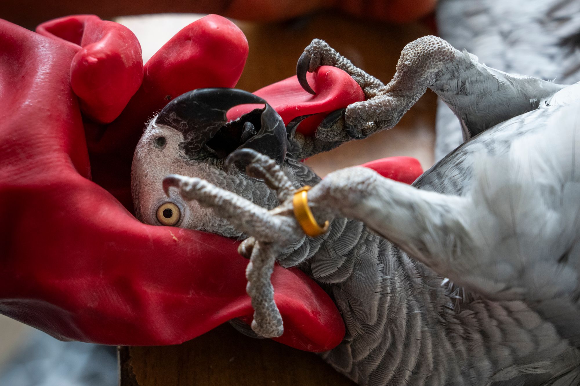 Close up of red-gloved hand holding parrot on its back, orange ring around parrot's leg