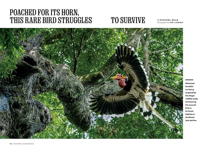 Low-angle view of helmeted hornbill, wings spread, about to land in tree