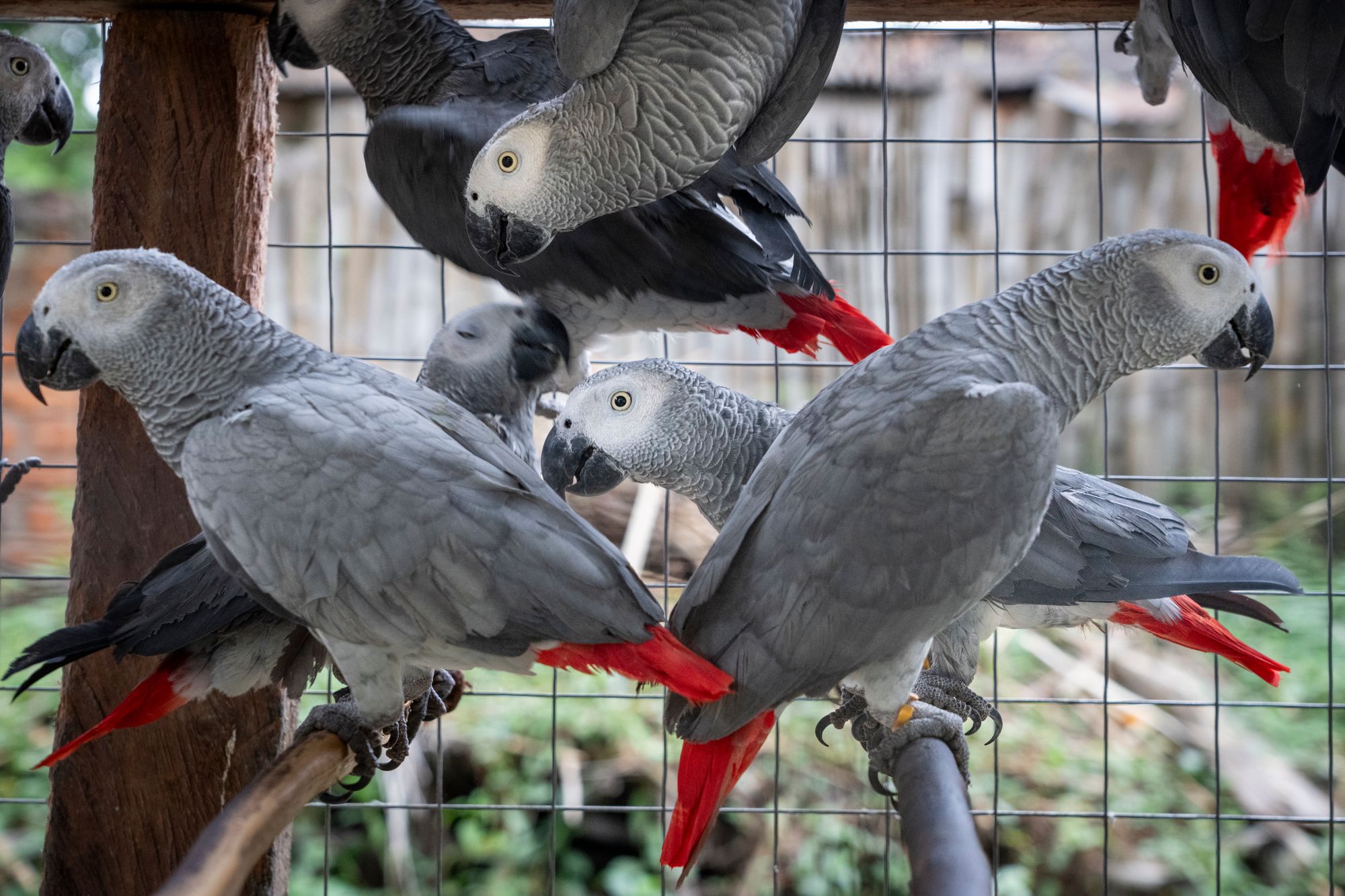Several African grey parrots in cage