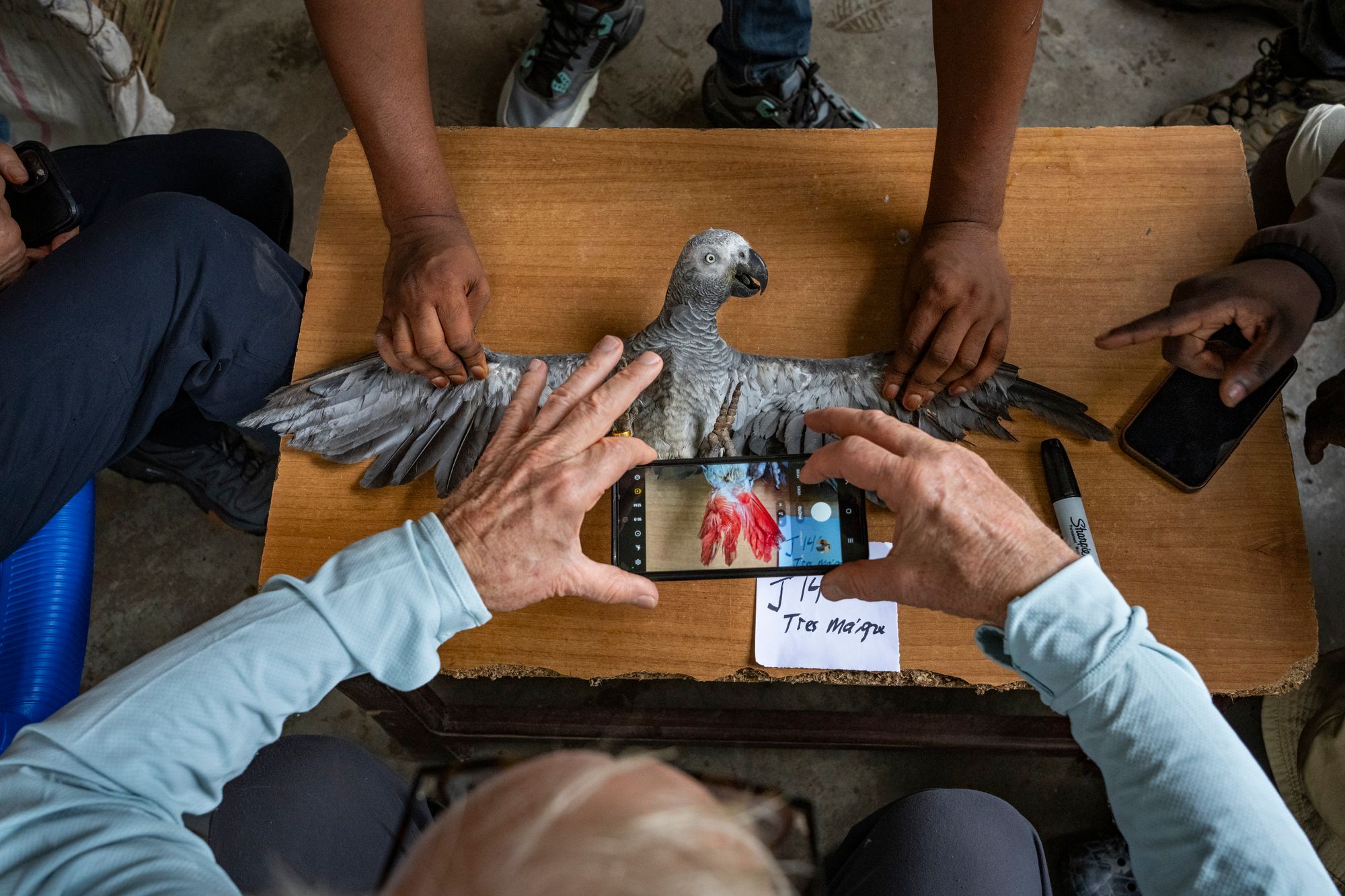 Top view of hands holding phone taking top-view photo of parrot with outstretched wings on its back on table