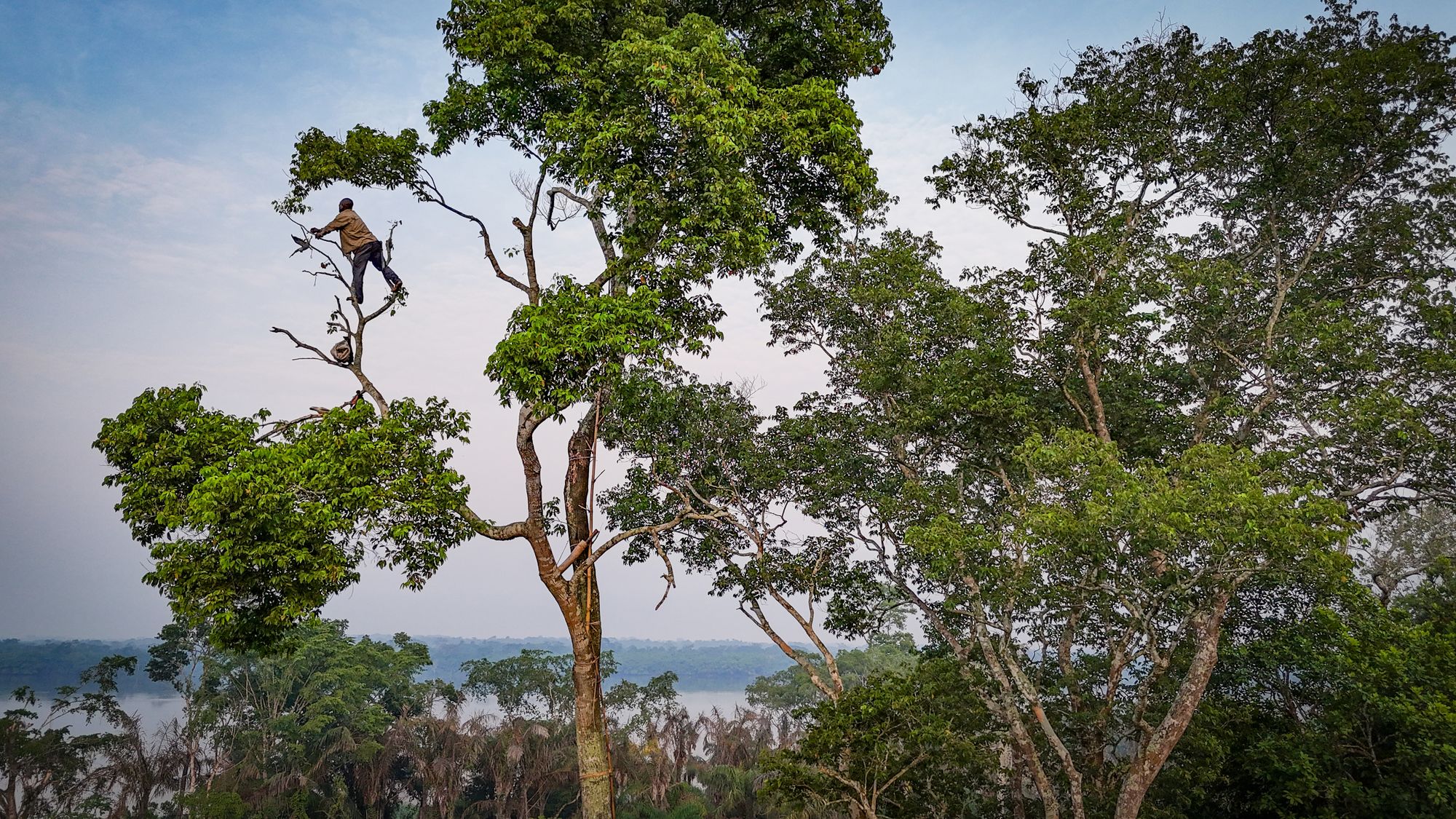 Person high up in tree setting bird trap