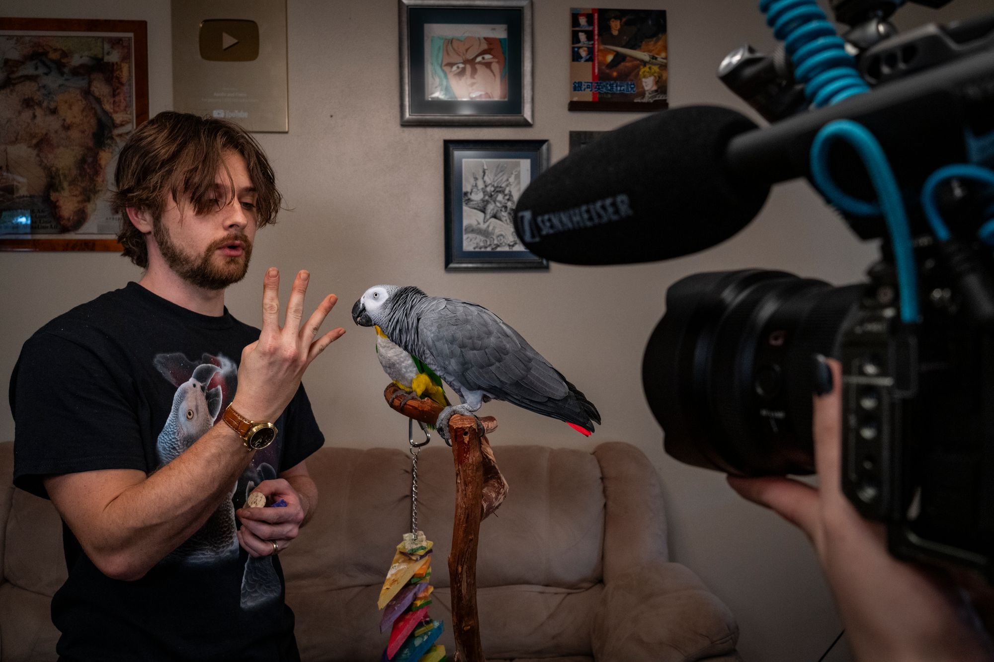 Man holding up four fingers in front of parrot in living room