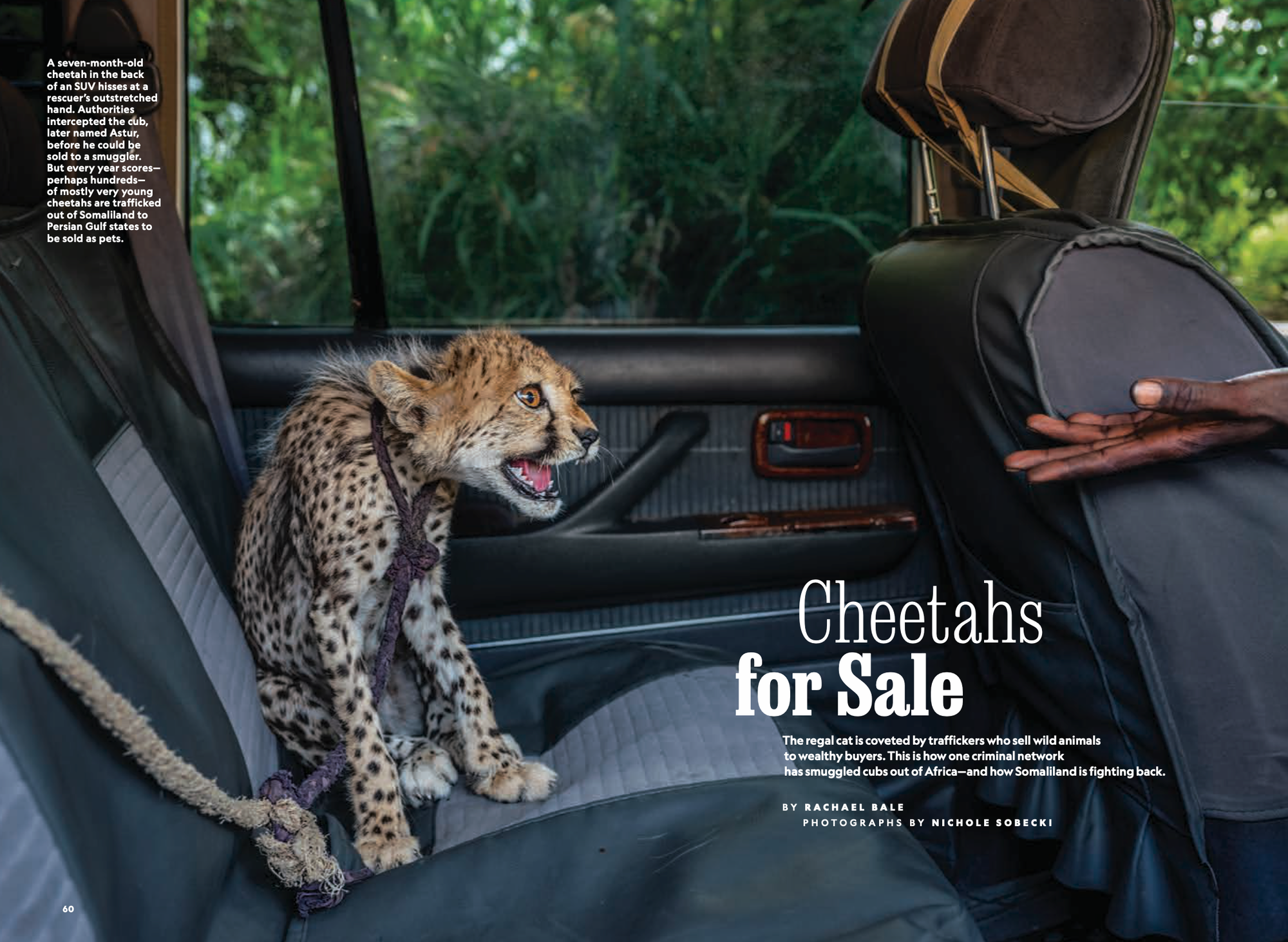 Juvenile cheetah on back seat of SUV with rope leash