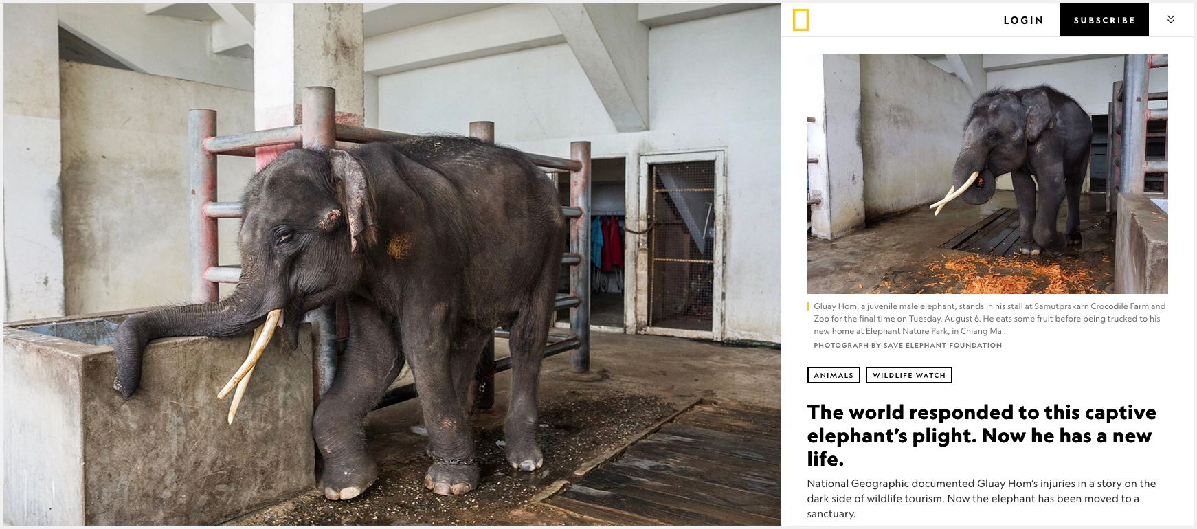 Composite image of injured and wounded elephant