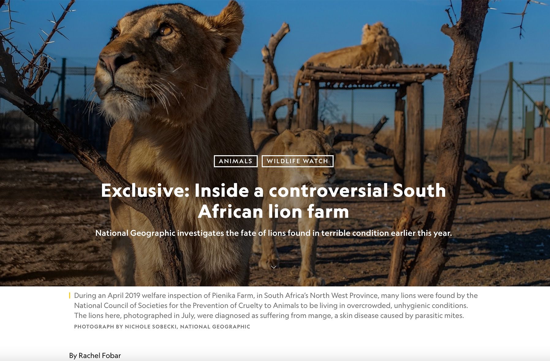 Lions in dirt and chainlink fence enclosure