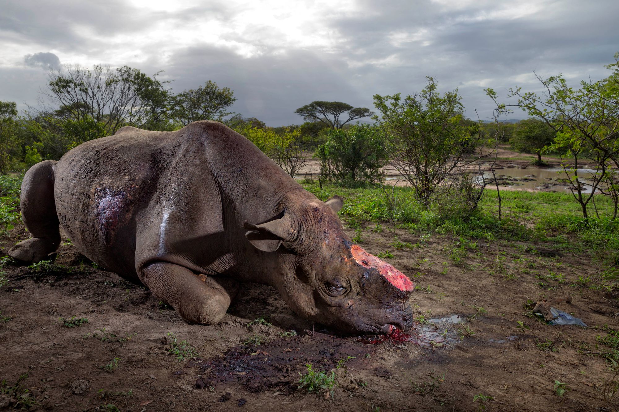 Dead rhinoceros with bloody wound where horn was hacked off