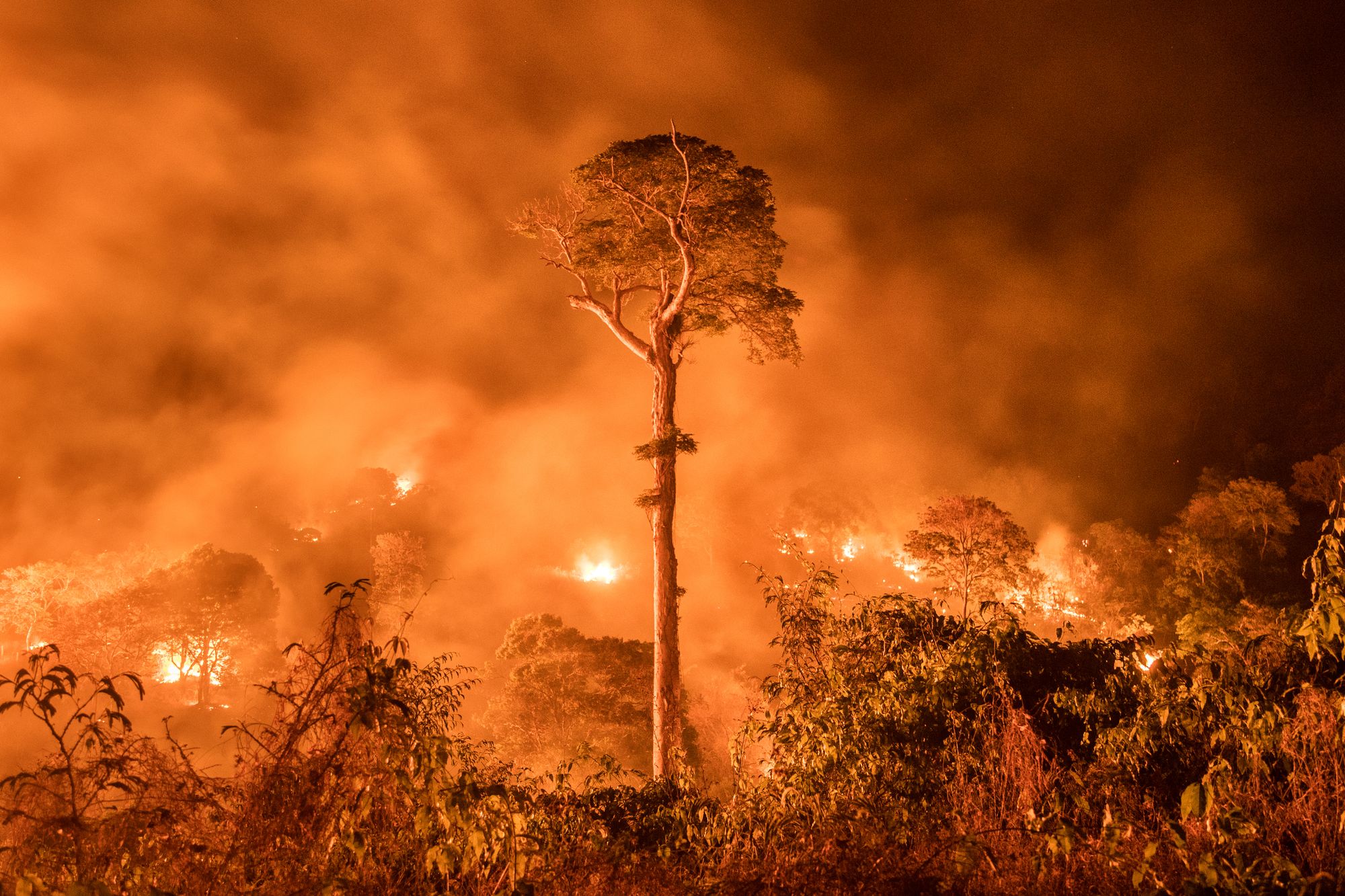 Trees in rainforest on fire with smoke rising in air