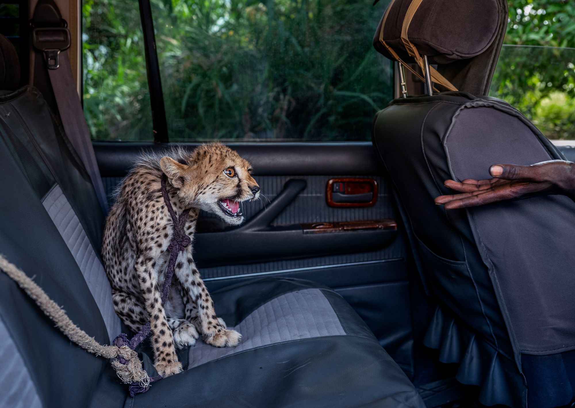 Juvenile cheetah on back seat of SUV with rope leash