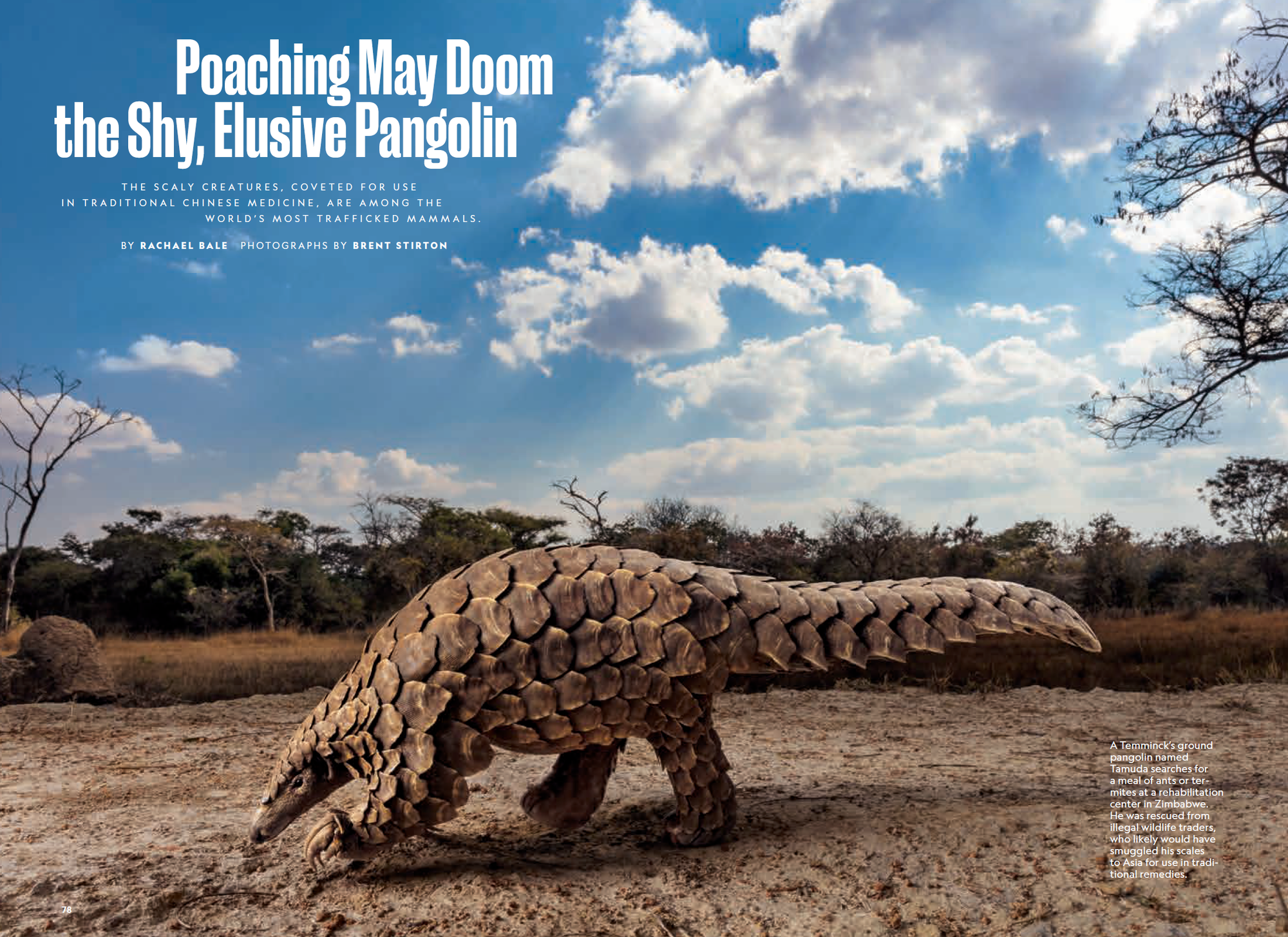 Pangolin walking