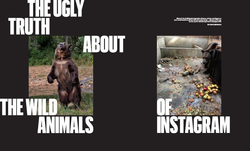 Photo of bear in natural setting next to photo of bear in filthy concrete enclosure